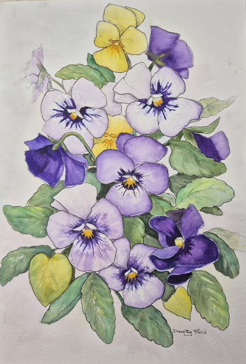 19. Dorothy Field Heartsease, Native Violas, Watercolour and Ink on paper, 63 X 50cm