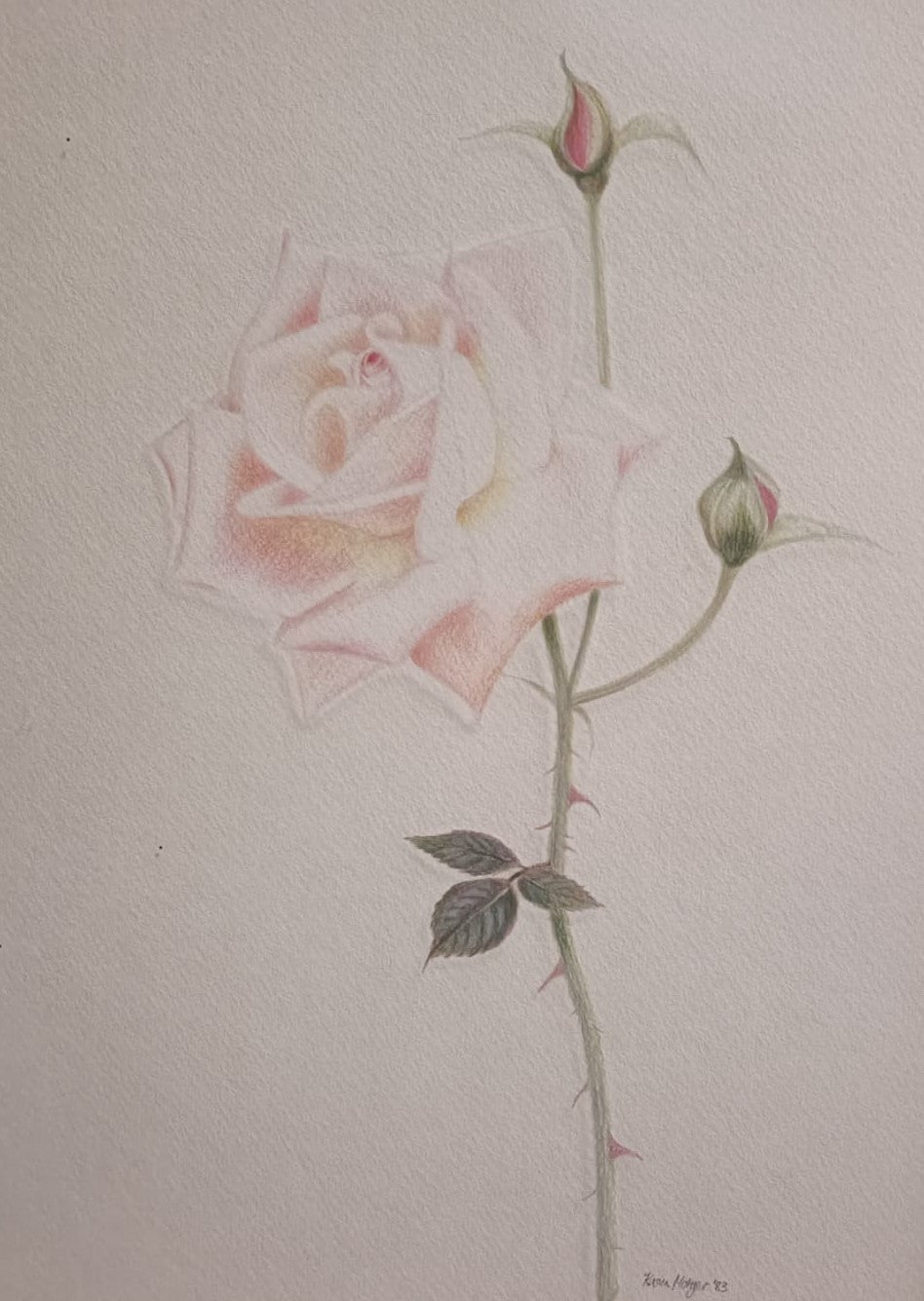 Karin Motyer, Light Pink Rose, 1983,
pencil, 33 x 45cm