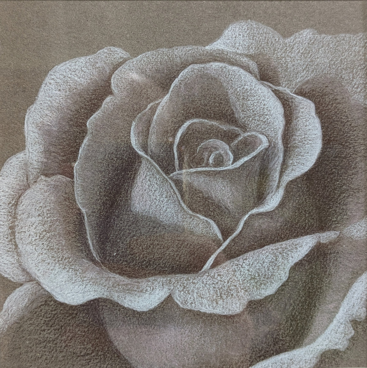 Karin Motyer, Small Vintage Rose, 2026
pencil on ink stained paper, 12 x 12cm