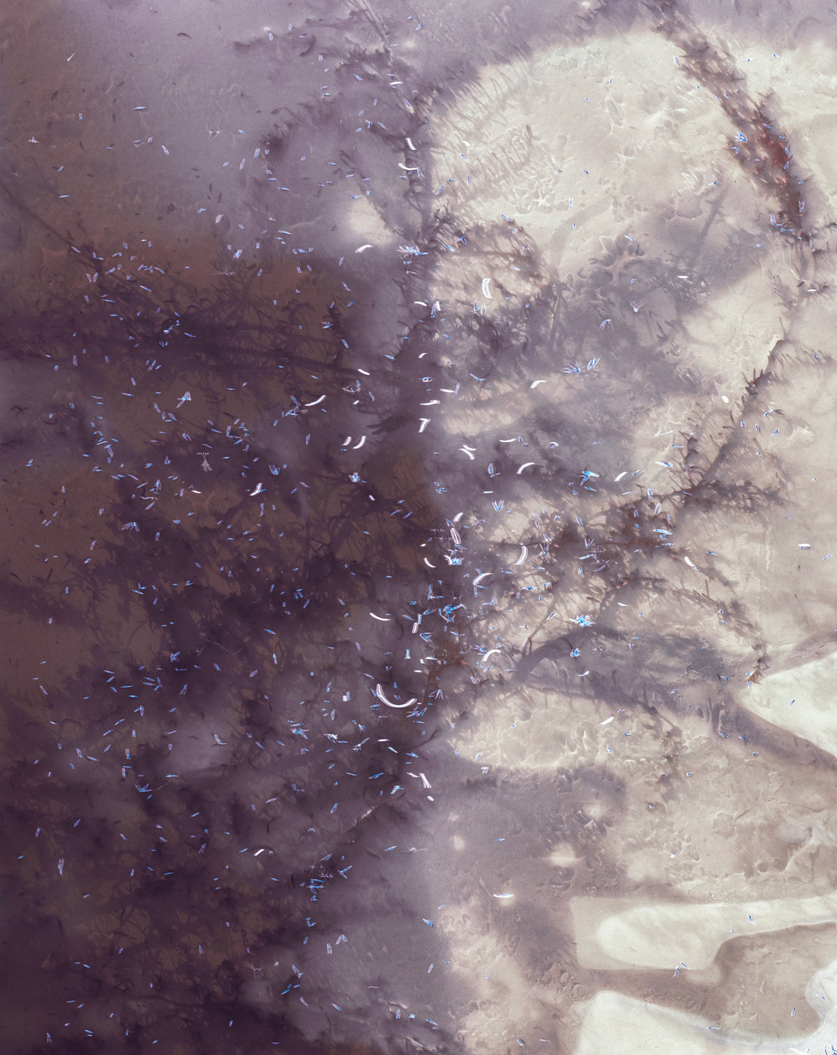 23. Julie Millowick - Regrowth, Cassinia, first plant to grow in damaged earth, Fryerstown