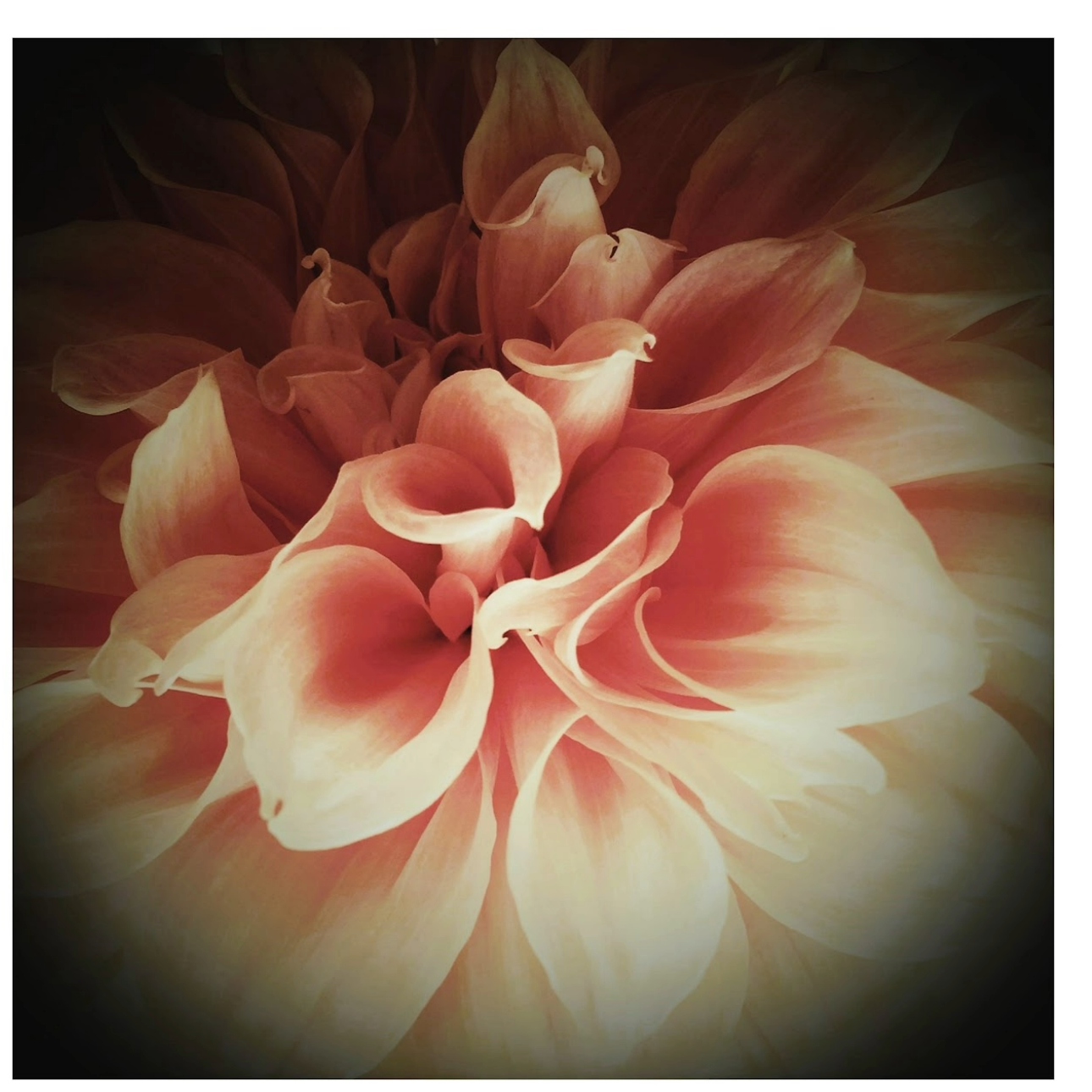 17. Kirstin Bowden, Bouquet of Hearts, Photography 46x46cm