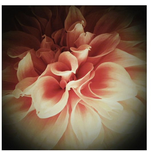 17. Kirstin Bowden, Bouquet of Hearts, Photography 46x46cm