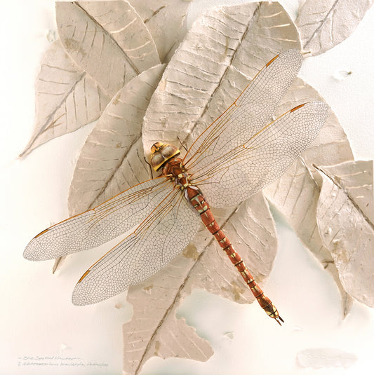 2. Ray Besserdin, Blue-spotted Hawker Dragonfly, 2025, Paper, 59.6 x 59.6 x 9cm
