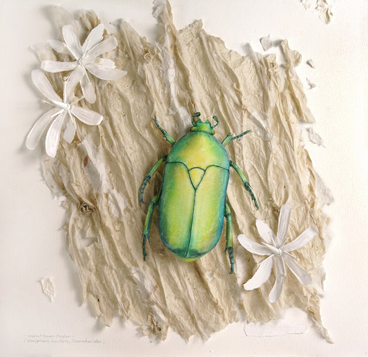 4. Ray Besserdin, Green Flower Chafer, 2025, Paper, 59.6 x 59.6 x 8cm