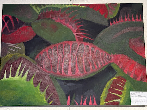 Venus Flytrap Study - Lochlan