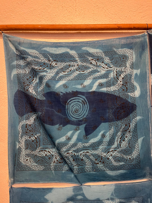 25(a). Iona Julian-Walters, Blue Groper - Single, 2025, Cyanotype on bandanas, 56 x 56cm