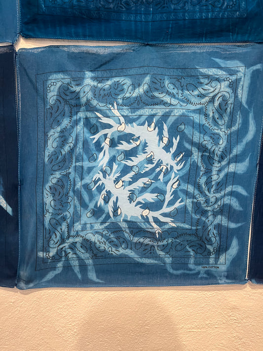 25(h). Iona Julian-Walters, Leafy Sea Dragons, 2025, Cyanotype on bandanas, 56 x 56cm