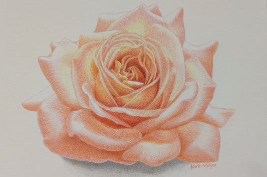 Karin Motyer, Peach Rose, 2026, pencil, 
25 x 20cm