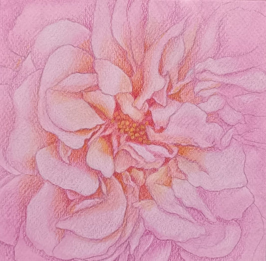 Karin Motyer, Pink Ruffles, 2026, pencil on ink stained card, 20 x 20cm