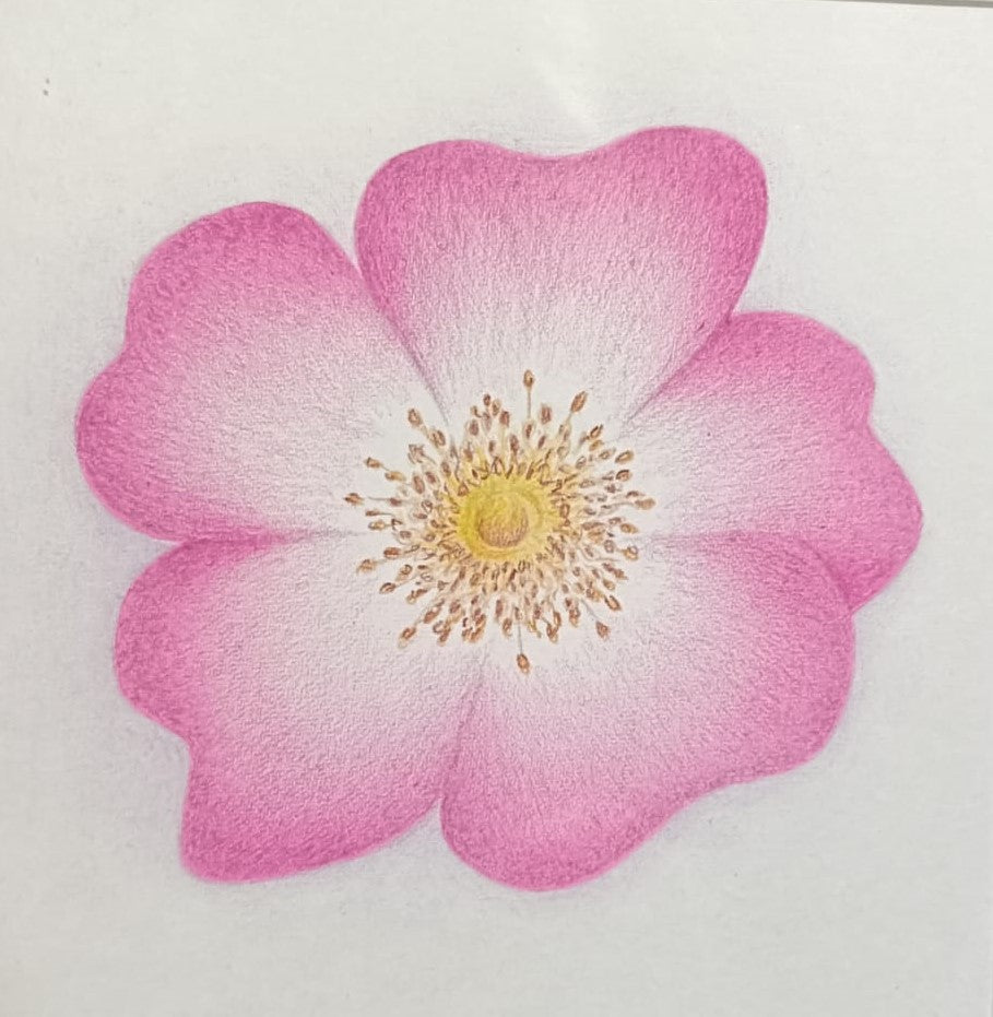 Karin Motyer, Small Baby Pink Rose, 
2026, pencil, 12 x 12cm
