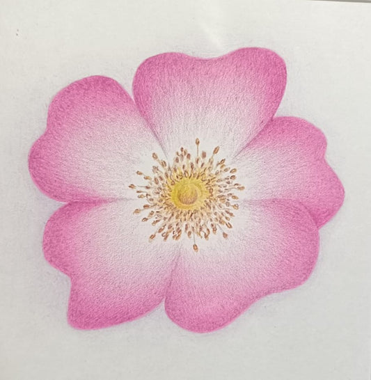 Karin Motyer, Small Baby Pink Rose, 
2026, pencil, 12 x 12cm