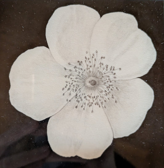 Karin Motyer, Small White Rose, 2026, 
graphite, ink, 12 x 12cm