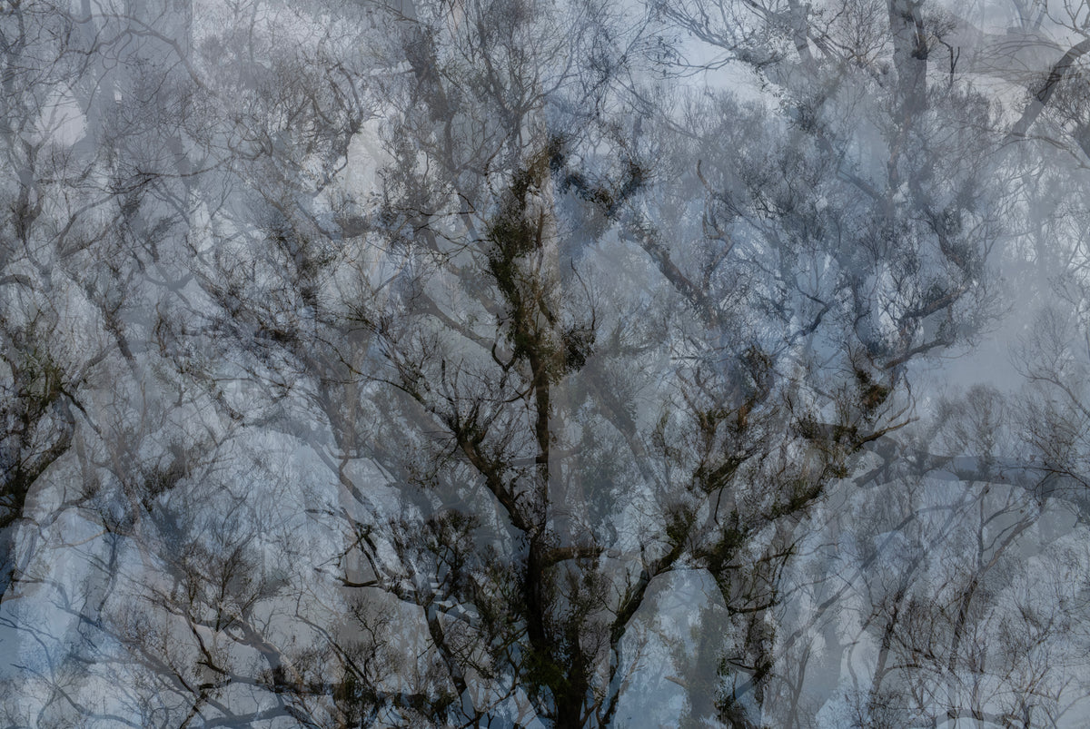 21. Julie Millowick - Regrowth, Leanganook, after the fire [1], Harcourt
