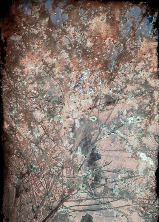 18. Julie Millowick - Regrowth, Cassinia, first plant to grow in damaged earth, Fryerstown