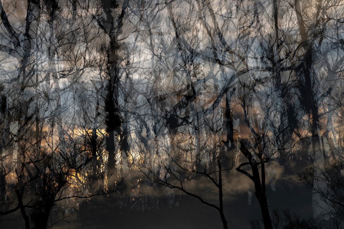 19. Julie Millowick - Regrowth, Leanganook, after the fire [1], Harcourt