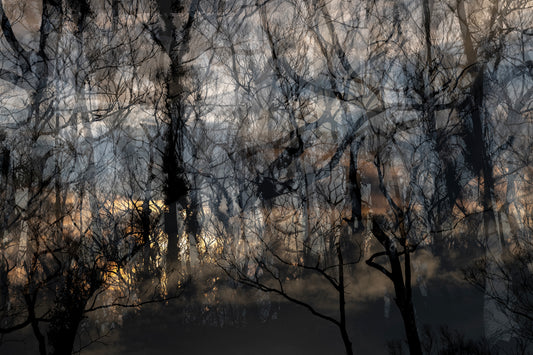 19. Julie Millowick - Regrowth, Leanganook, after the fire [1], Harcourt