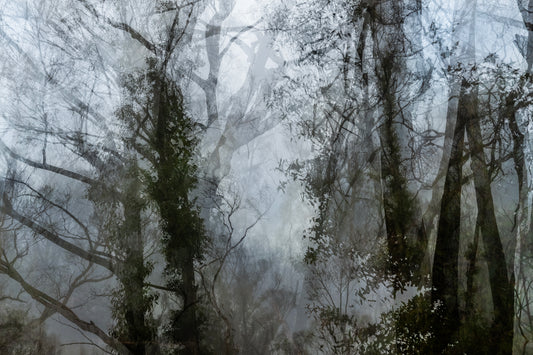 22. Julie Millowick - Regrowth, Leanganook, after the fire [3], Harcourt